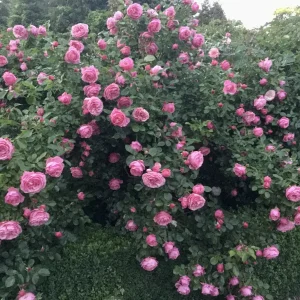 83A50476-FCD4-48E1-B616-F56C6F61E144.jpeg