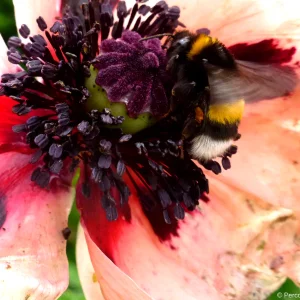 Mohn1.png