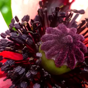 Mohn2.png