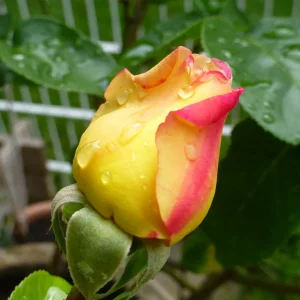 Rose.png