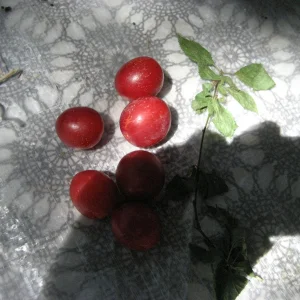 IMG_8895.JPG