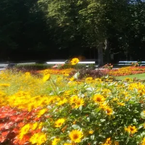 Blumenmeer_4.jpg