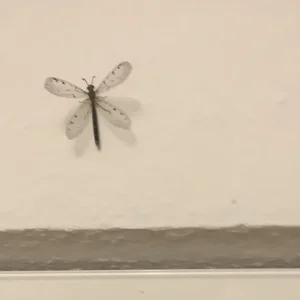 17C314F0-DF1D-48E9-8011-E5944BDD5D12.jpeg