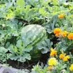 upload_2020-8-18_21-2-54.jpeg