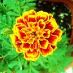 upload_2020-8-18_21-2-54.jpeg