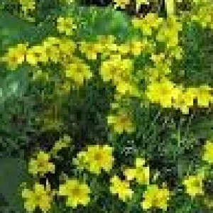 upload_2020-8-18_21-2-54.jpeg