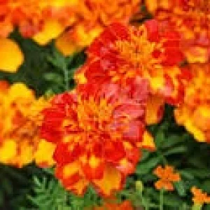 upload_2020-8-18_21-2-54.jpeg