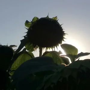 _20200821_192815.JPG