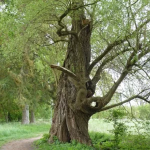 frühling.jpg