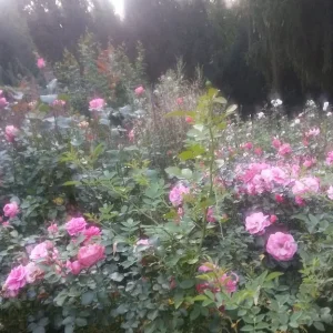 Rosengarten_4.jpg