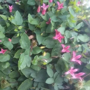 Clematis_pink_1.jpg