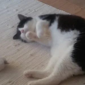 Felix und die Maus_1.jpg
