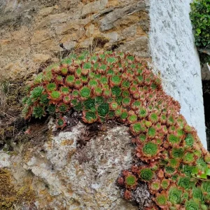Consenvoye succulenten pt.JPG
