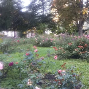 Rosengarten_11.jpg