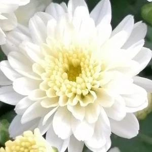 Blume2.png