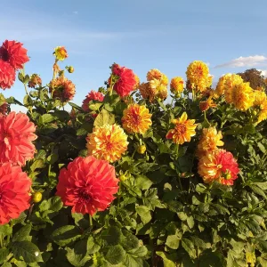 20201008_170736.jpg