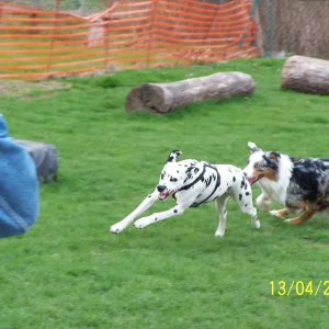 Hundeschule_0082.JPG