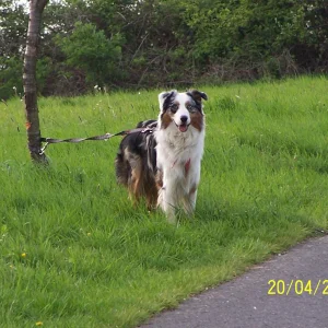 Hundeschule_0145.JPG