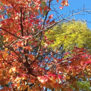 20201106_092638.jpg