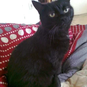 Katze im Bett.png