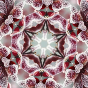 kaleidoscopeLime-20201216-115207.jpeg