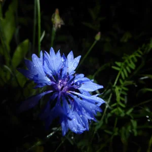 P1000214.JPG