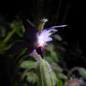 P1000217.JPG