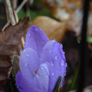 P1030790.JPG