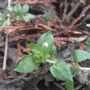DSCF8051.JPG