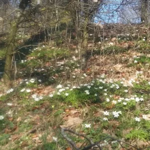 Sternchen in der Wiese_2.jpg