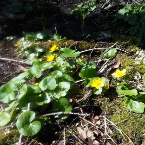 Sumpfdotterblumen_1.jpg
