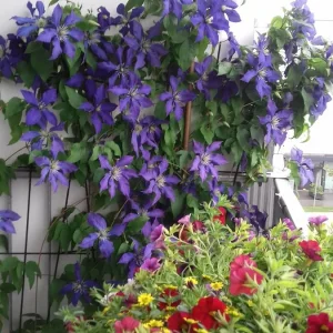 clematis.jpg