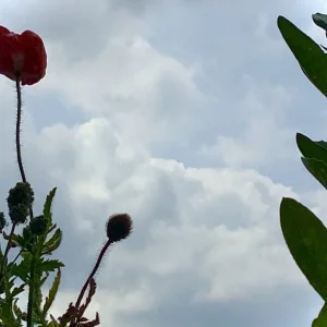 194FC15F-DCDF-45EB-9E20-768391E05C7C.jpeg