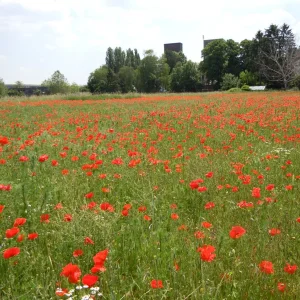 Klatschmohn.jpg