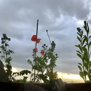 010E9A2B-1E51-4ADB-8235-321D1F5EA39E.jpeg