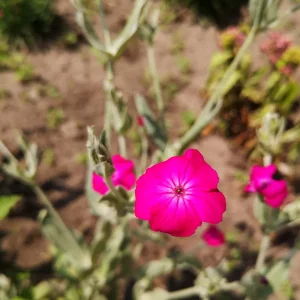 IMG_20210616_201149.jpg