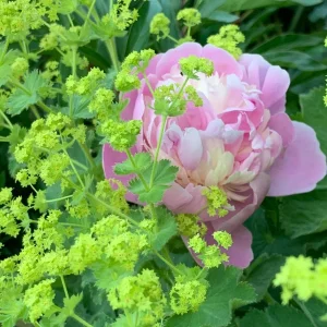 rosa pfingstrose.jpg
