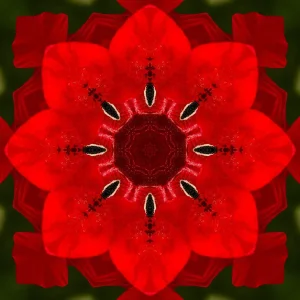 poppy-6350230_1920_mirror.jpg