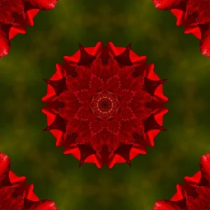 poppy-6350230_1920_mirror2.jpg