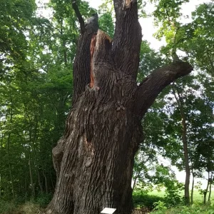 PANO_20210626_175711.jpg