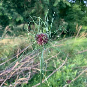 tentakelkornblume.jpg