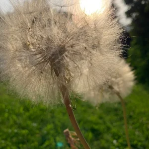fakepusteblume.jpg