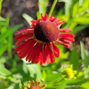 rote Blume screen Vorgarten.JPG