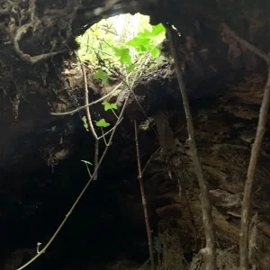 Baumhöhle.jpg