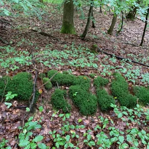 moosbuchstaben.jpg