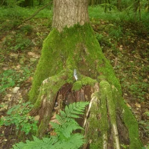 Baumsitz an der Quelle.jpg
