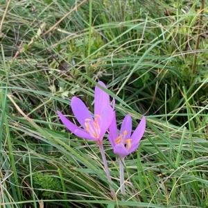 Krokus Waldwiese.jpg