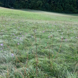 krokusse waldwiese.jpg