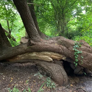 3er Baum hinten.jpg