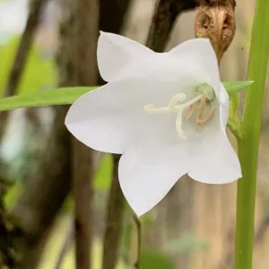 Glockenblume weiß.jpg